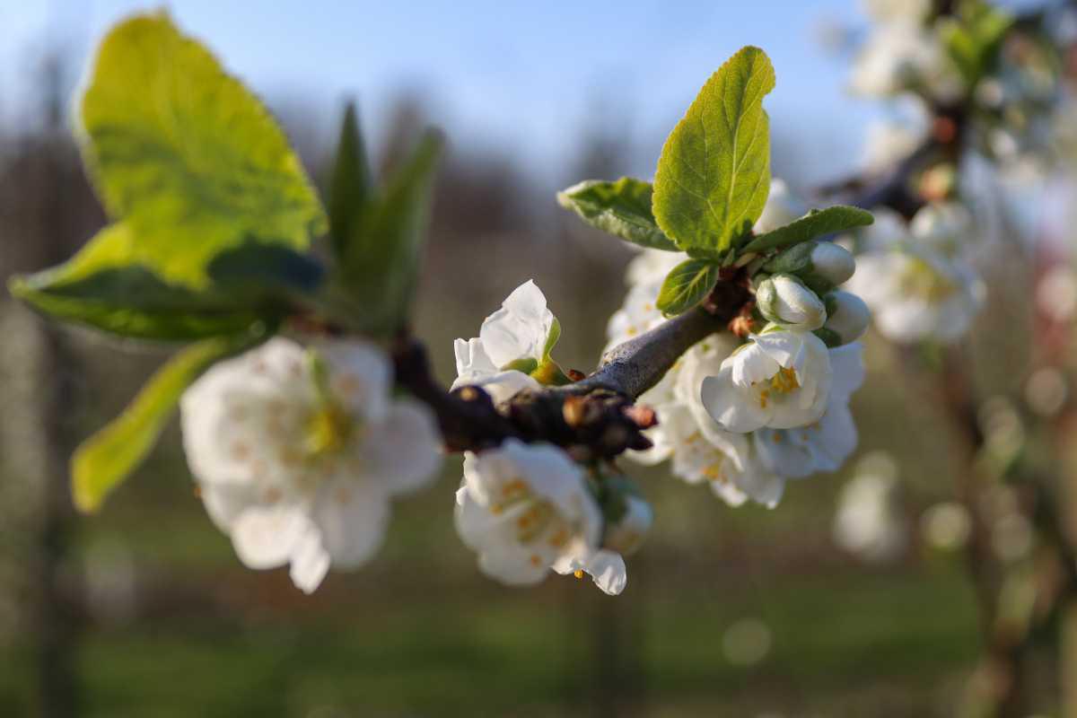 Bloesemalert: kersen & pruimen in volle bloei!🌸