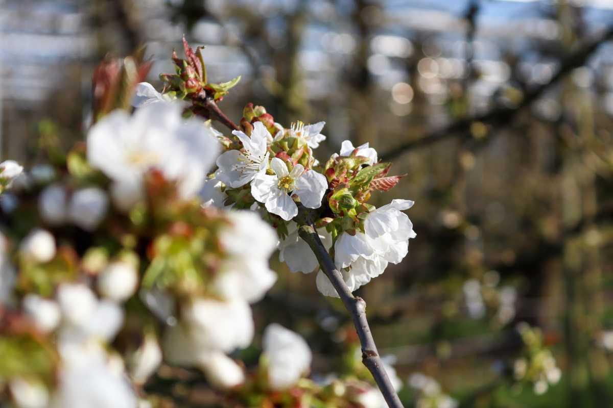 Bloesemalert: kersen & pruimen in volle bloei!🌸