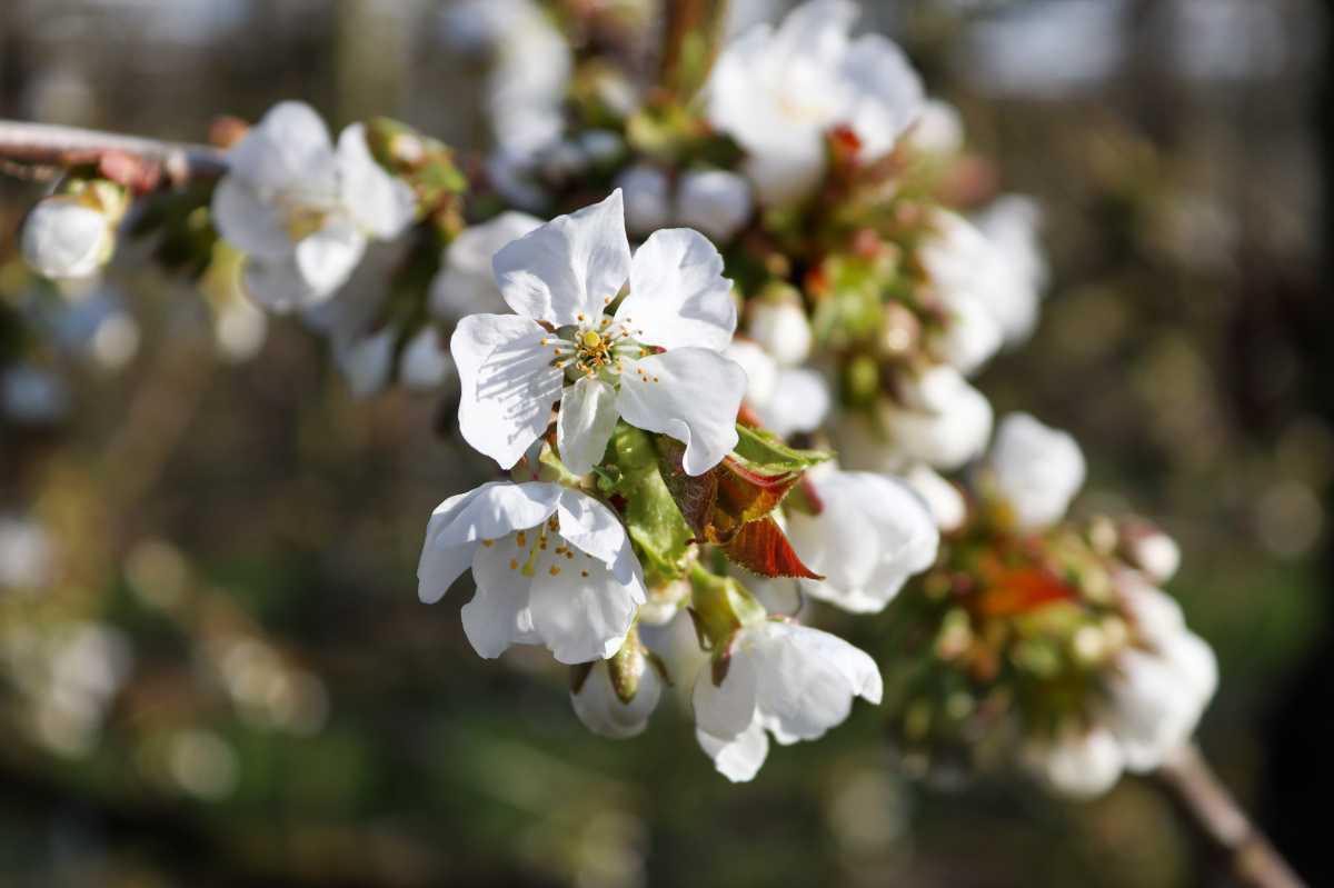 Bloesemalert: kersen & pruimen in volle bloei!đ¸ Bloesemalert: kersen & pruimen in volle bloei!đ¸