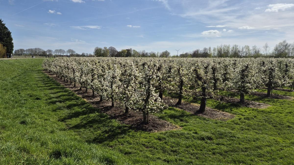 Bloesemalert: Perenbloesem in bloei