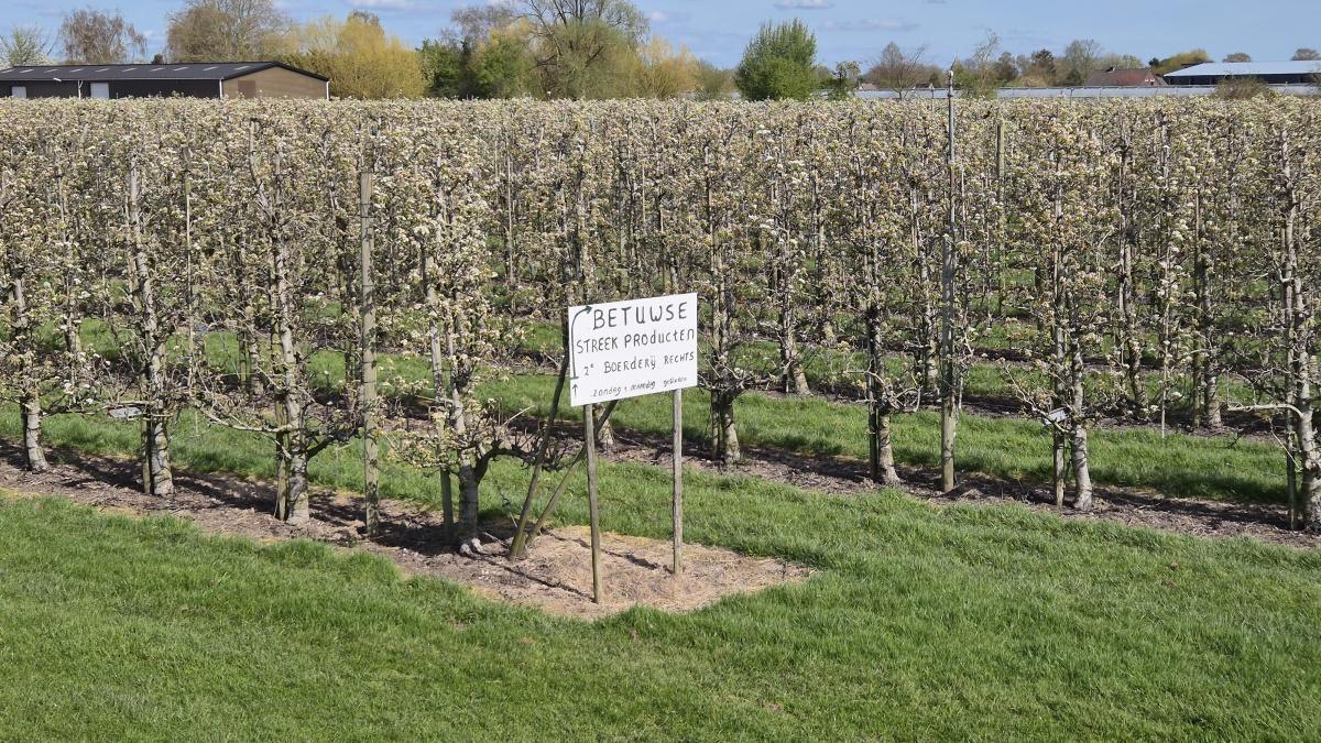 Bloesemalert: Perenbloesem in bloei