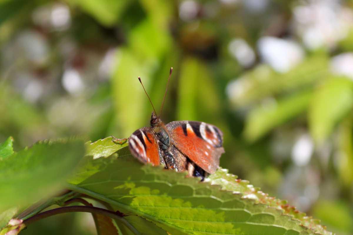 Op pad met DailyNonsense🥾🌸 Op pad met DailyNonsense🥾🌸