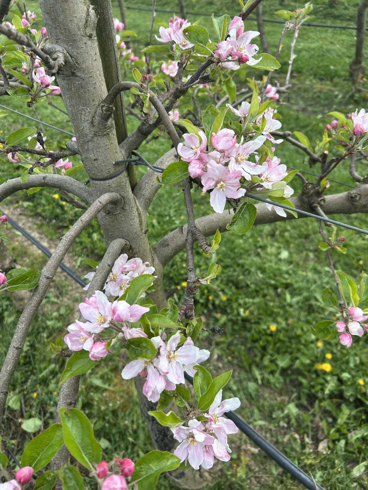 Bloesemalert: de appelbloesem staat nu volop in bloei๐ธ๐๐ Bloesemalert: de appelbloesem staat nu volop in bloei๐ธ๐๐