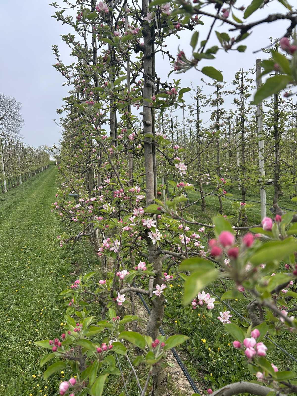 Bloesemalert: de appelbloesem staat nu volop in bloei🌸🍎🍏