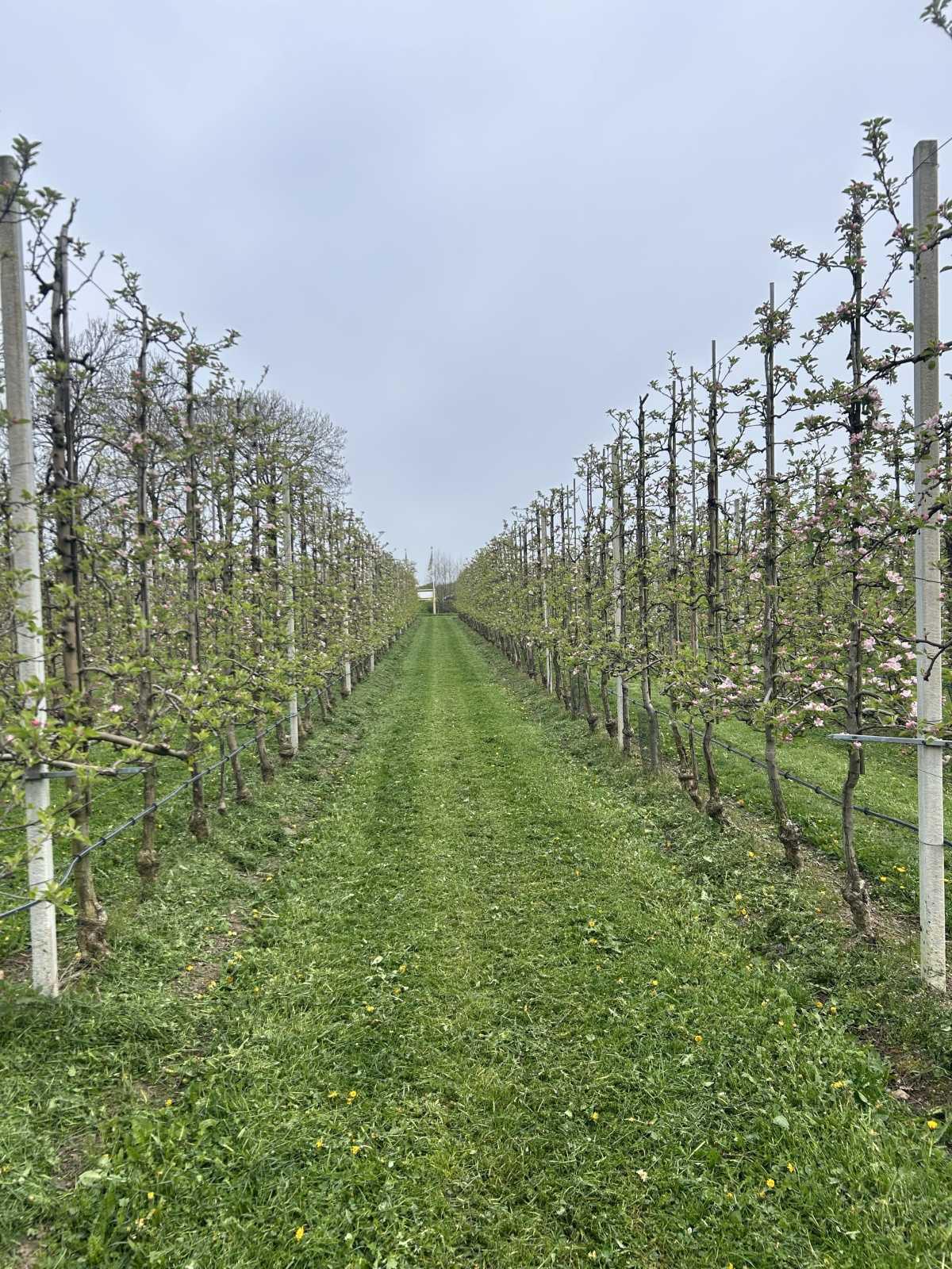 Bloesemalert: de appelbloesem staat nu volop in bloei๐ธ๐๐ Bloesemalert: de appelbloesem staat nu volop in bloei๐ธ๐๐