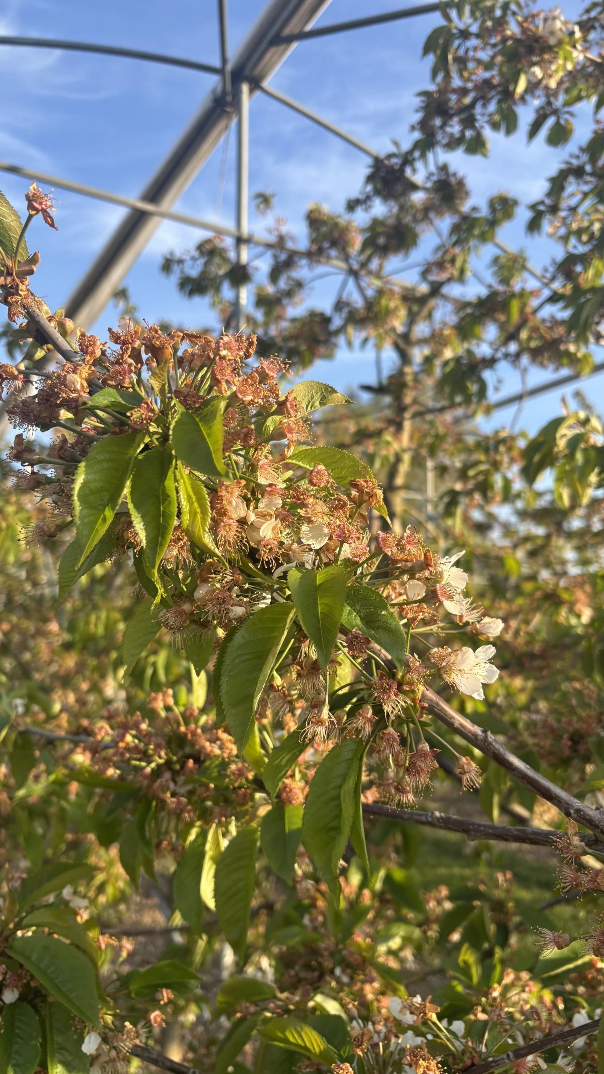 Stand van zaken voor bloesemspotters👀🌸