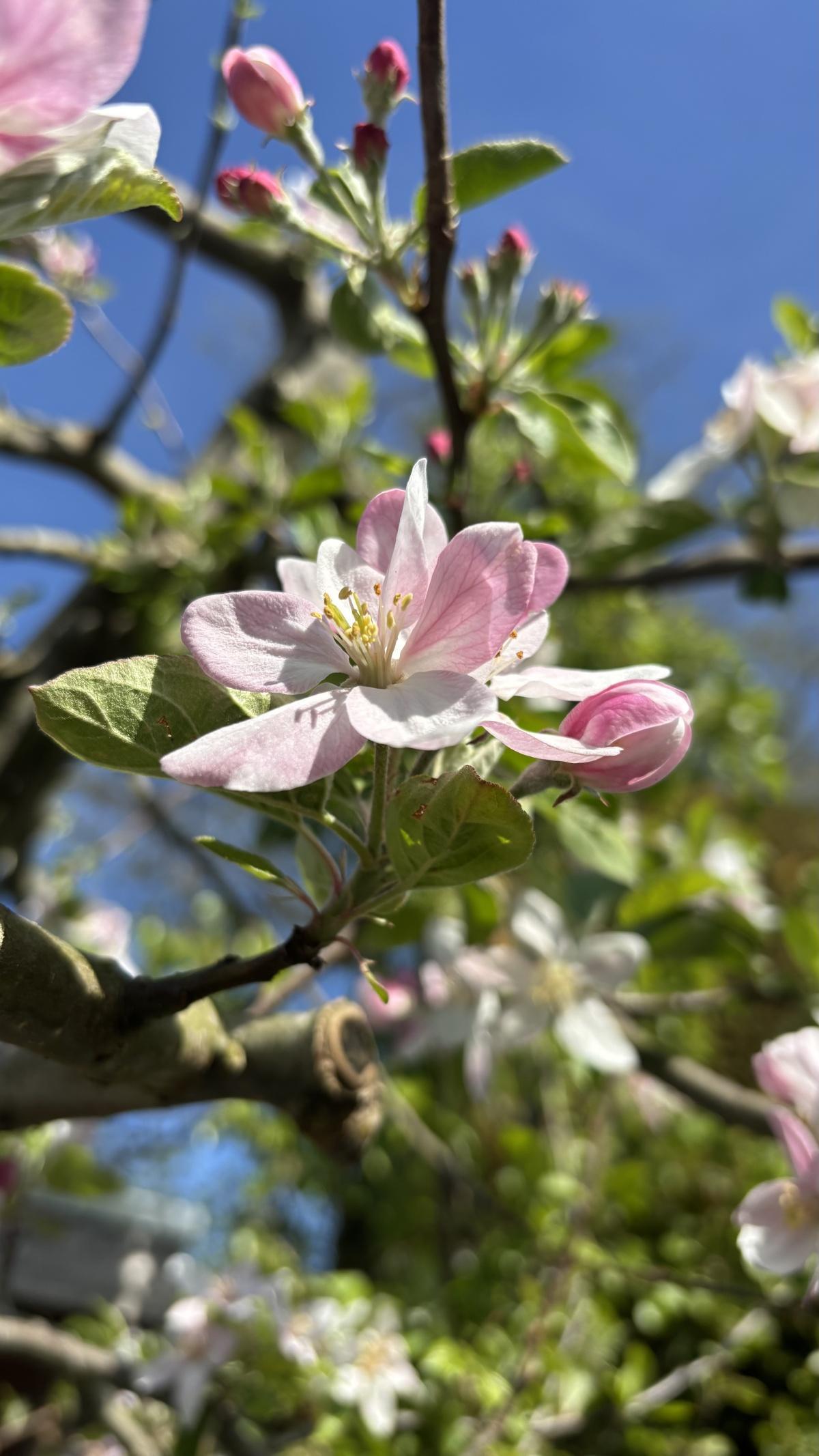 Stand van zaken voor bloesemspotters👀🌸 Stand van zaken voor bloesemspotters👀🌸
