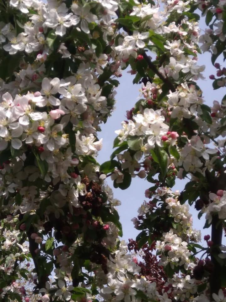 Laatste kans om de bloesem te bewonderen! Laatste kans om de bloesem te bewonderen!