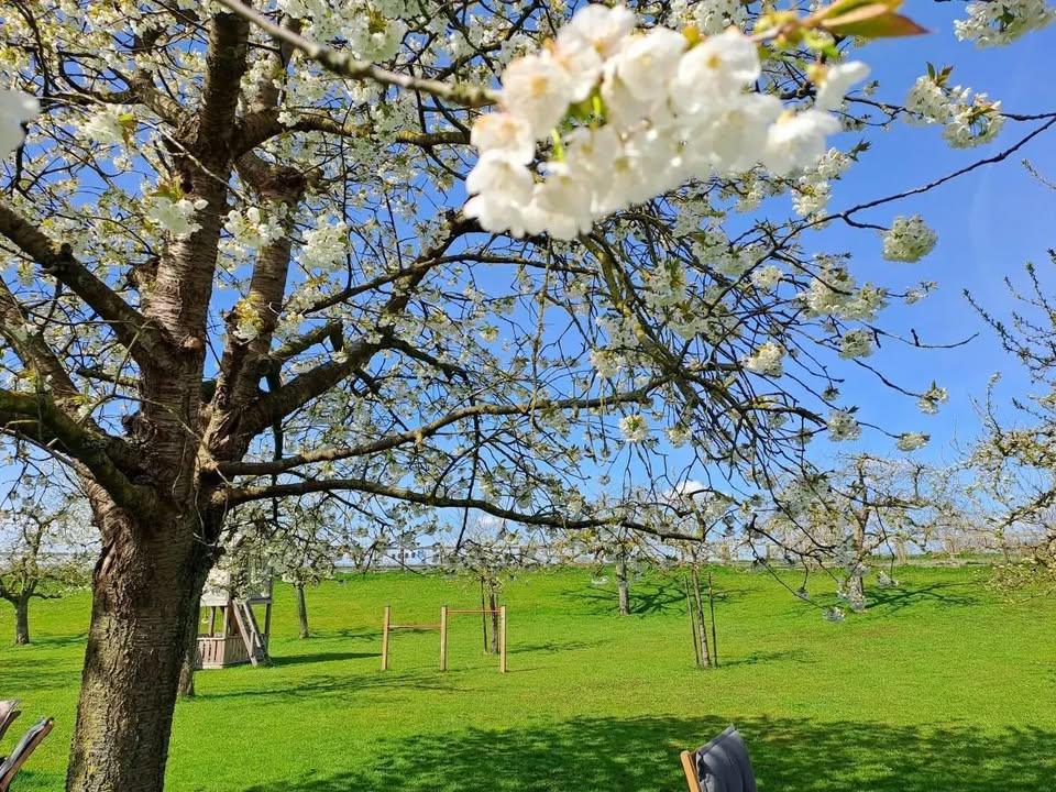 Laatste kans om de bloesem te bewonderen!