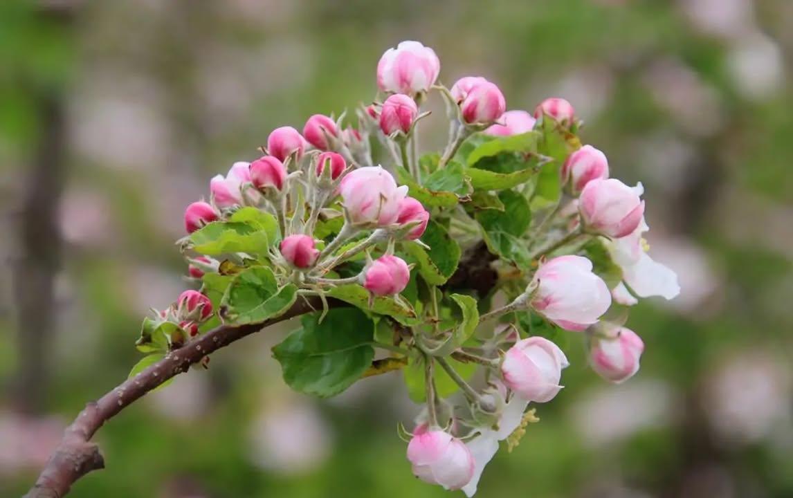 Laatste kans om de bloesem te bewonderen!