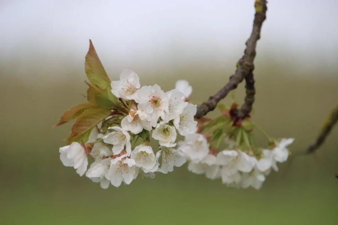 Laatste kans om de bloesem te bewonderen!