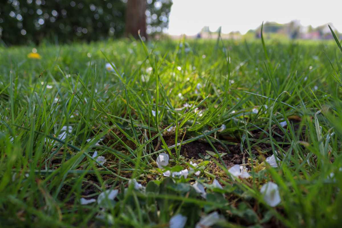 Nog één weekend vol bloesem🍎🌸 Nog één weekend vol bloesem🍎🌸