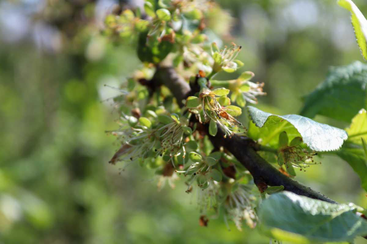 Van bloesem naar vrucht🍒🌸