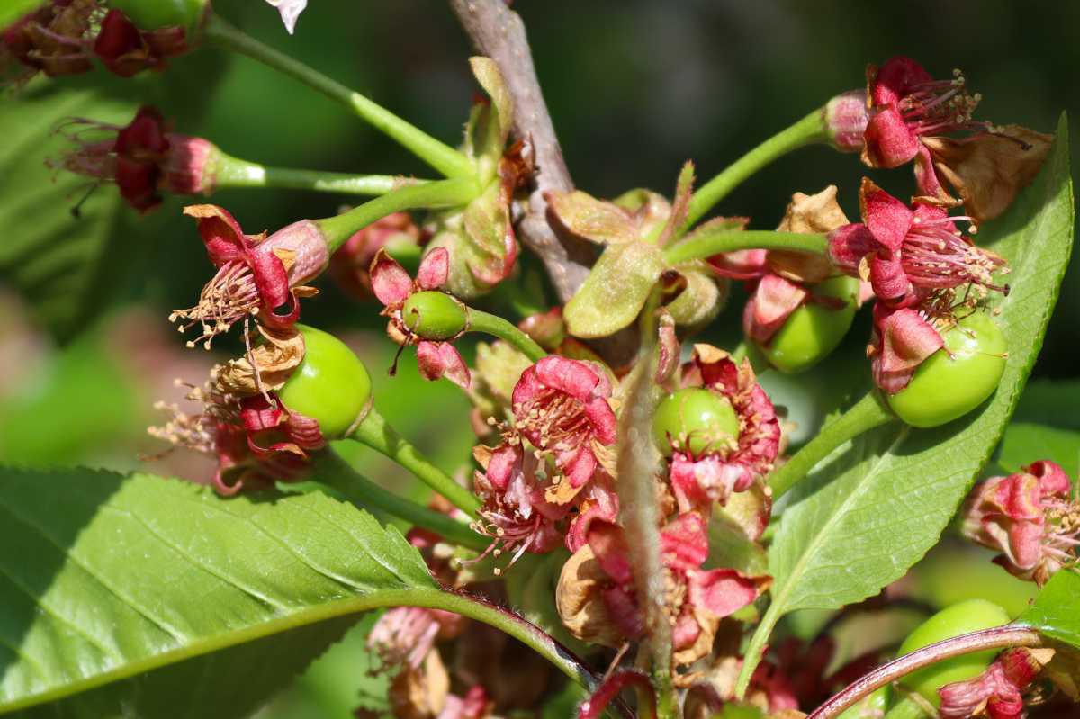 Van bloesem naar vrucht🍒🌸