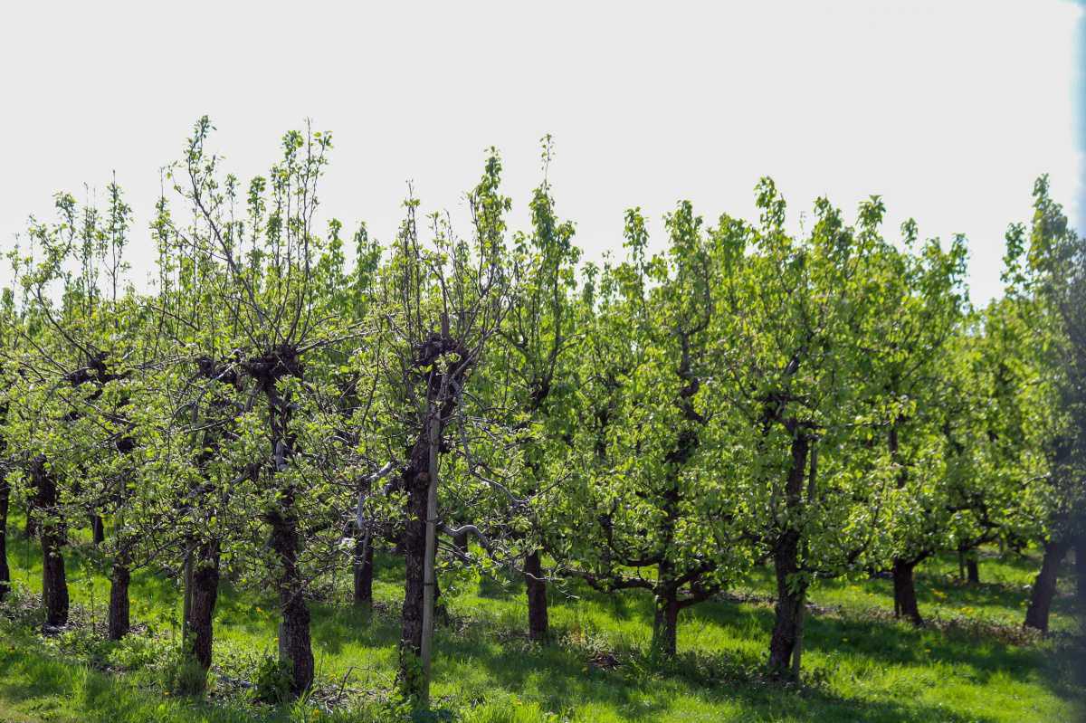 Einde bloesemperiode in zicht🌸