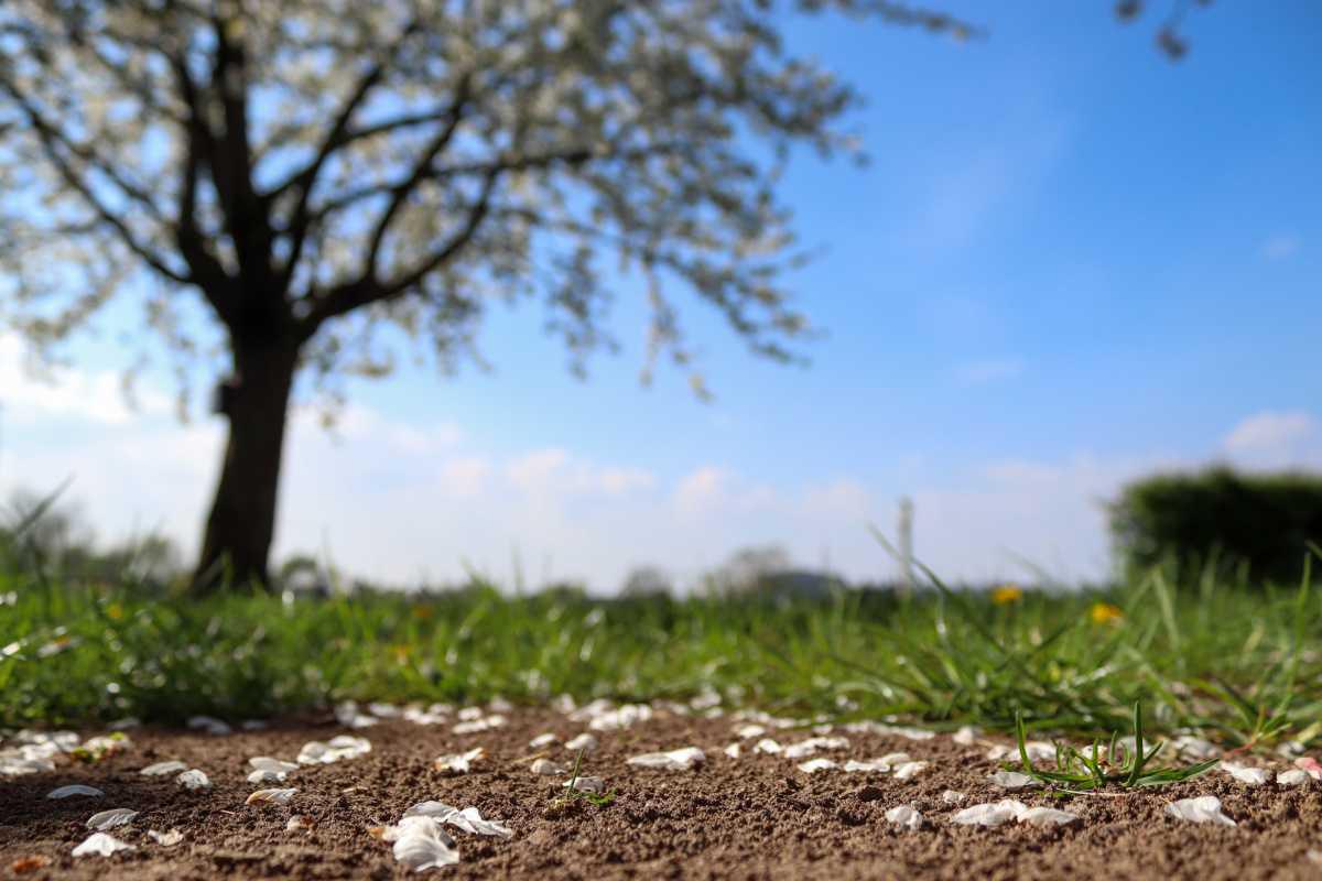 Einde bloesemperiode in zicht🌸
