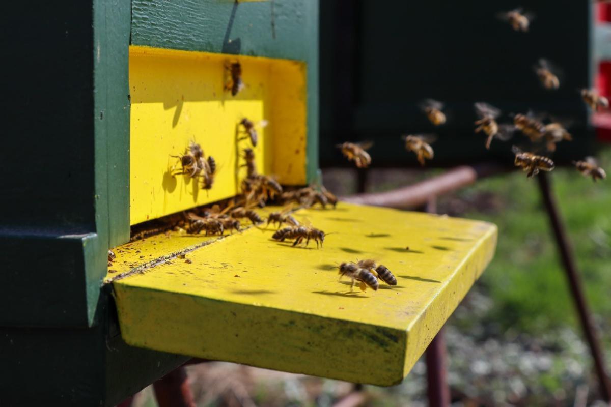 Einde bloesemperiode in zicht🌸