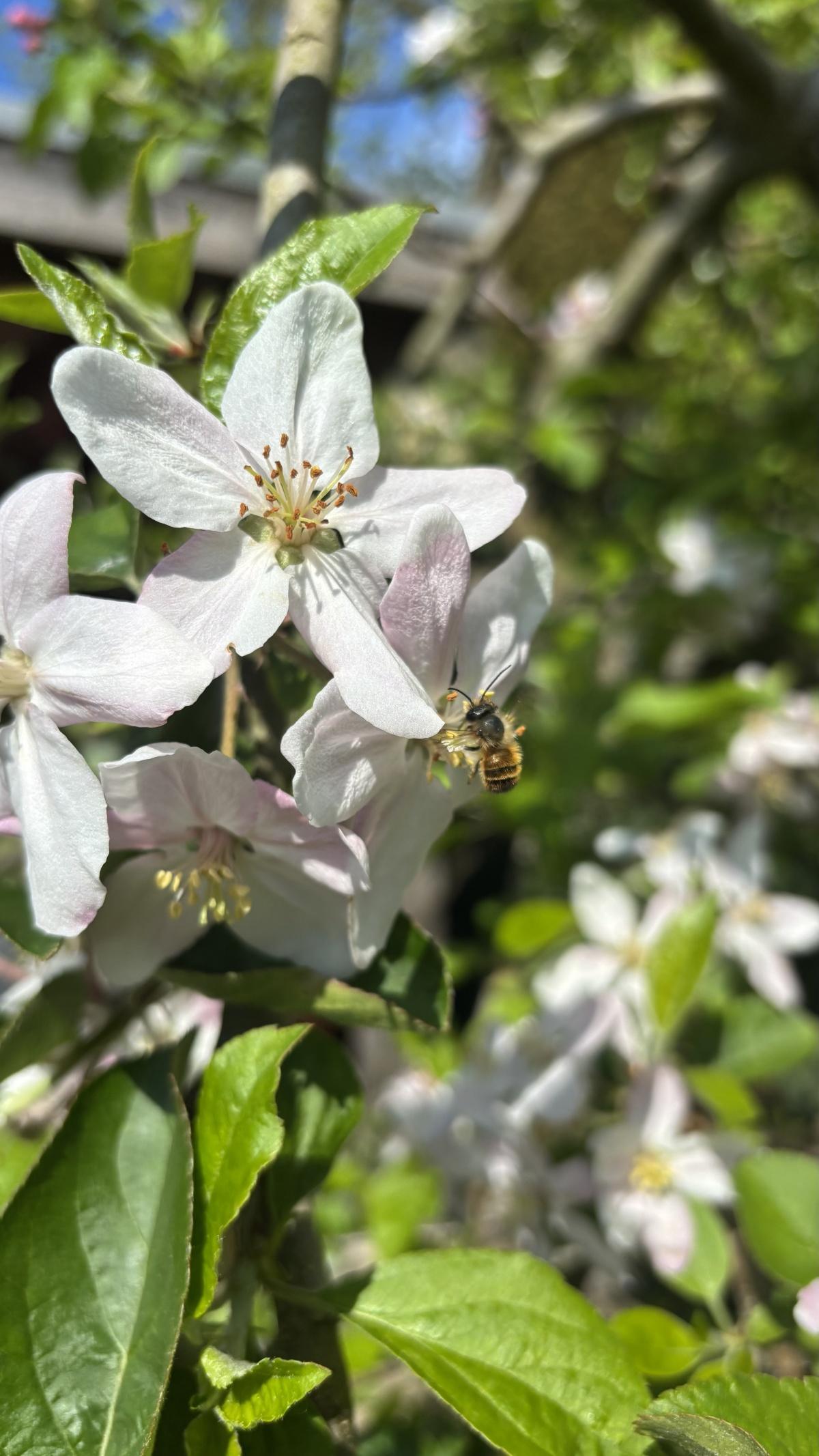 Einde bloesemperiode in zicht🌸