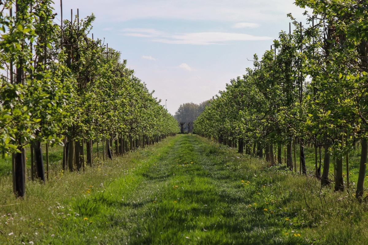 Einde bloesemperiode in zicht🌸