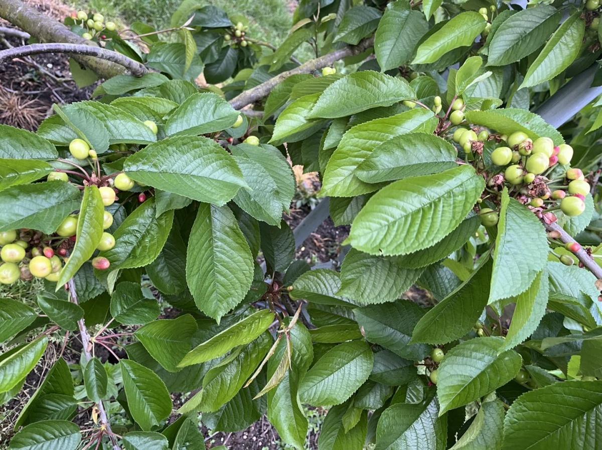 De eerste kersen kleuren al mooi op 🍒 De eerste kersen kleuren al mooi op 🍒