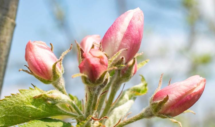 Bewonder bloesem in alle soorten en maten