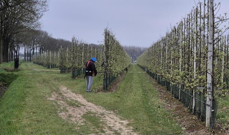 Update uit de boomgaard: Laatste snoei vóór de bloei 🌸🍎