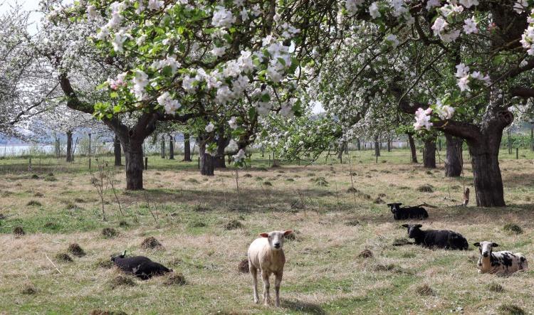 Geniet van het laatste bloesemweekend!🌸