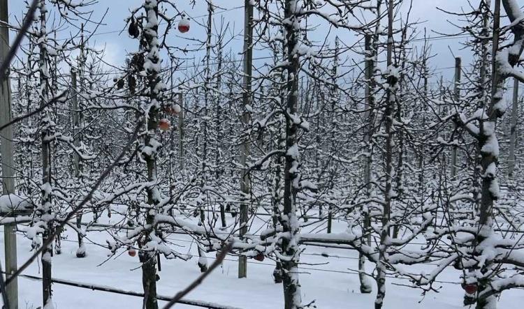 De bloesembomen staan er vandaag nog winters bij ❄️