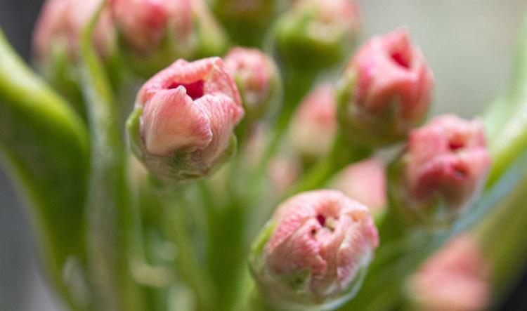 Zon op komst: de bloesem gaat nú groeien 🌸