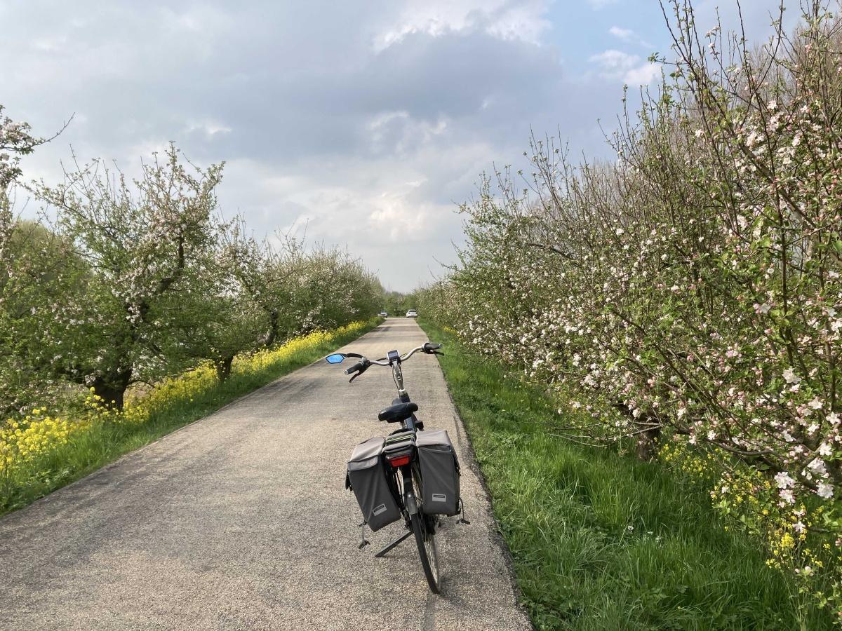 Appeldijk bij Tricht, op de fiets.