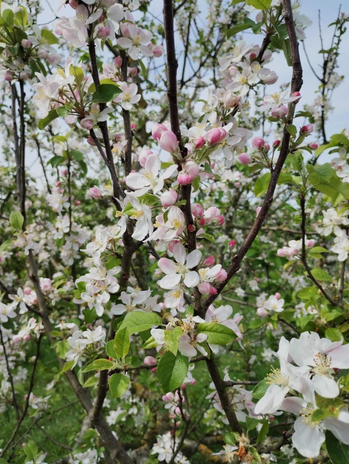 Appelbloesem