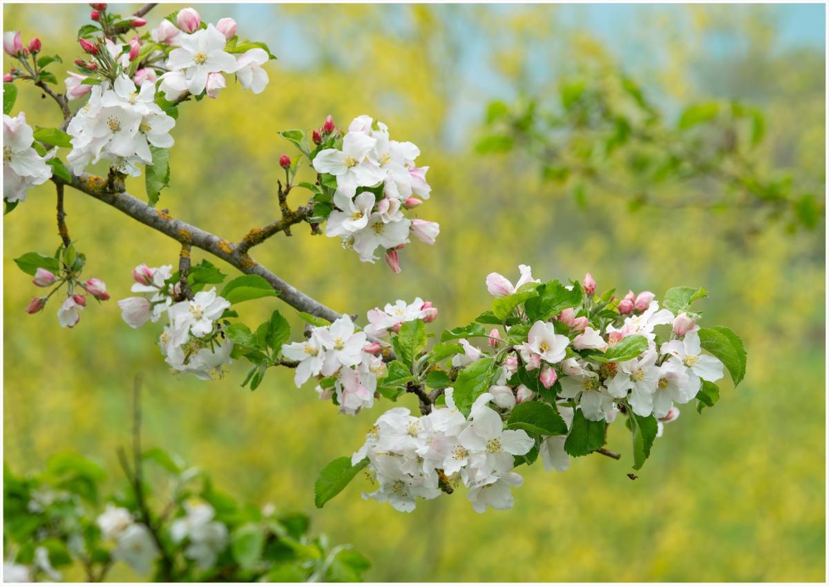 Appelbloesem langs de appeldijk
