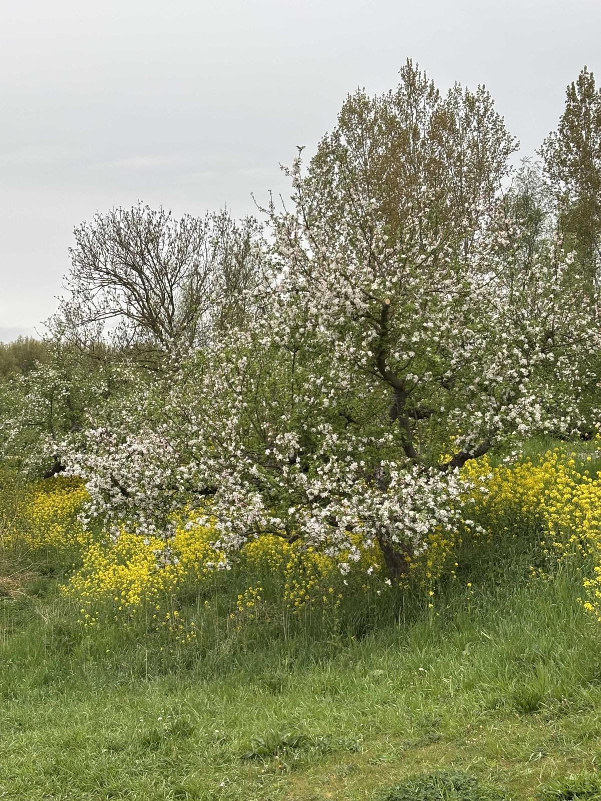 Appelbloesem langs de Appeldijk
