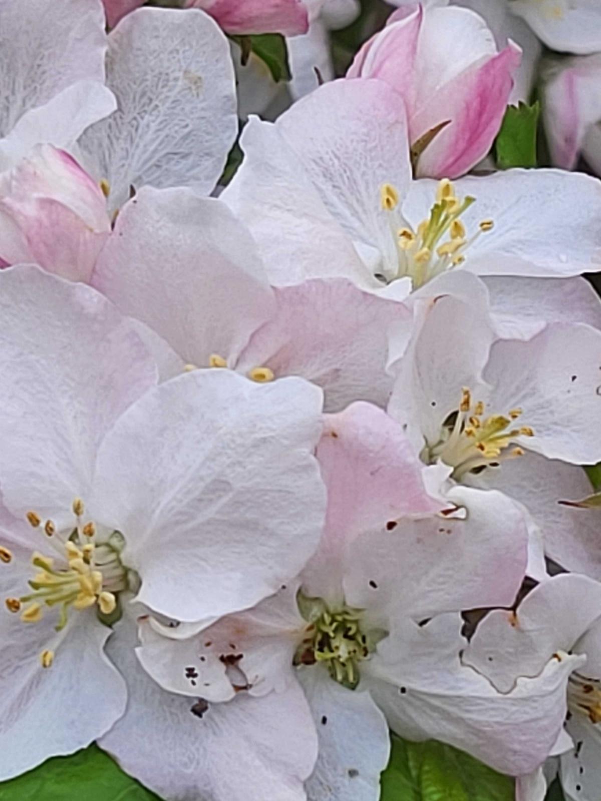 Appelbloesem