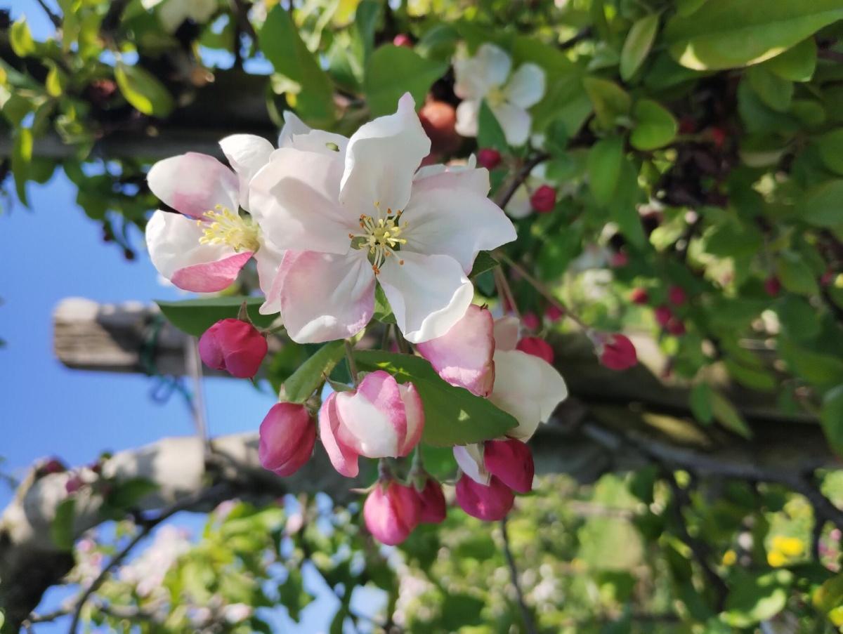 Prachtige appelbloesem