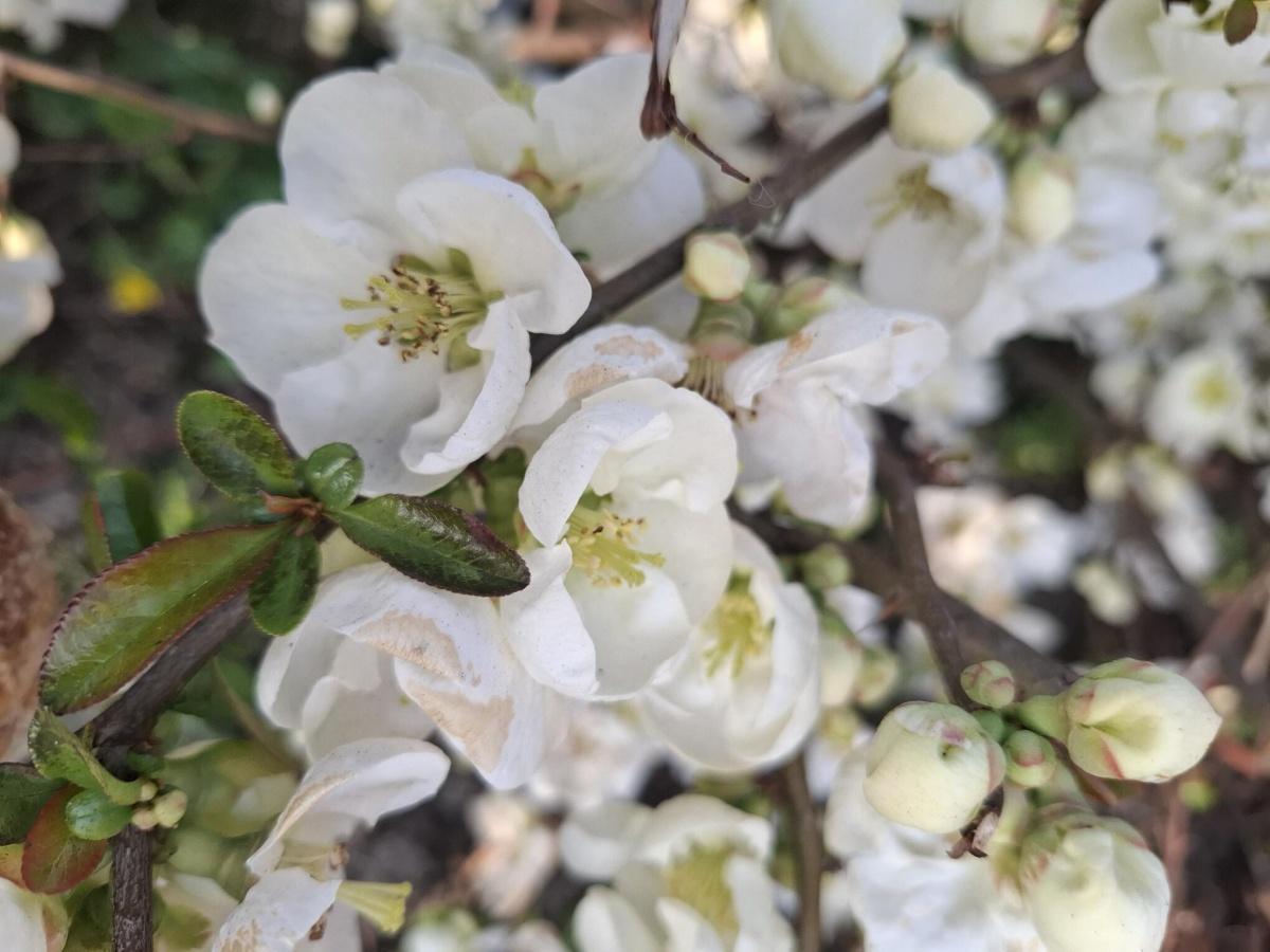 Bloesem in de Betuwe