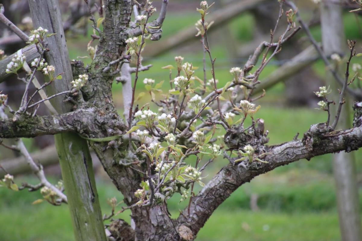 Voorzichtige perenbloesem in Ommeren