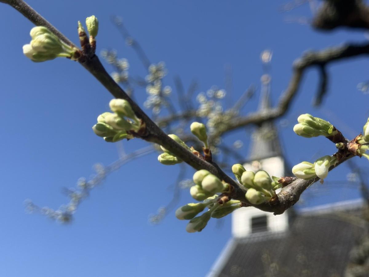 Bloesem in de Rumptse kerktuin