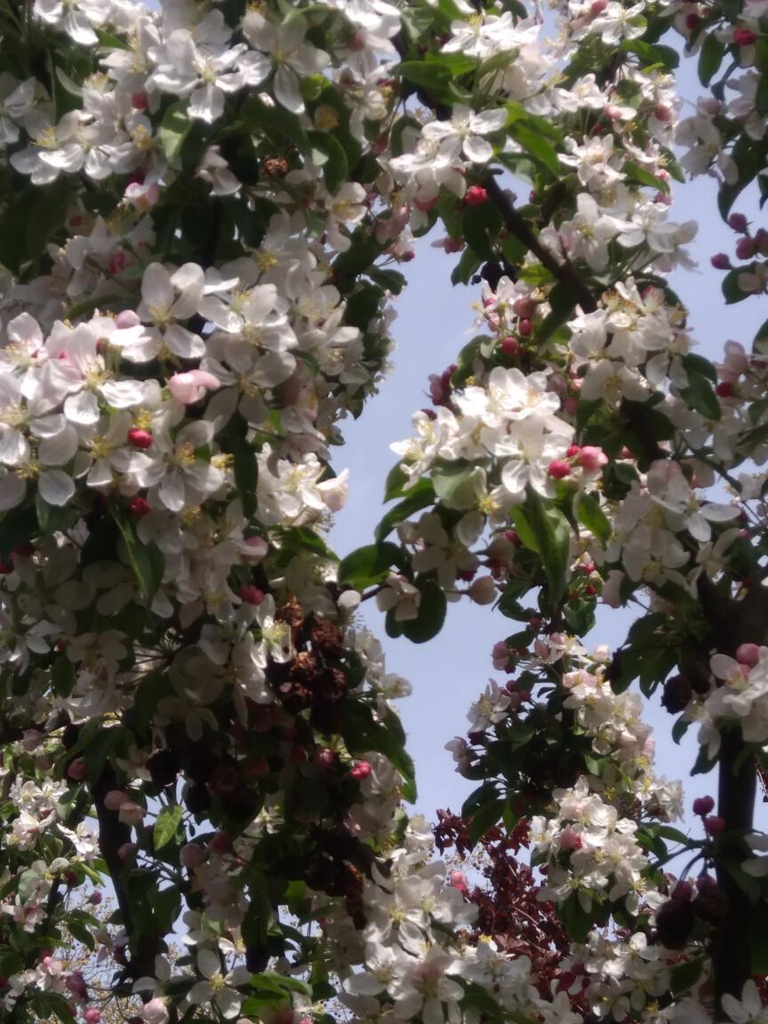 Appelbloesem