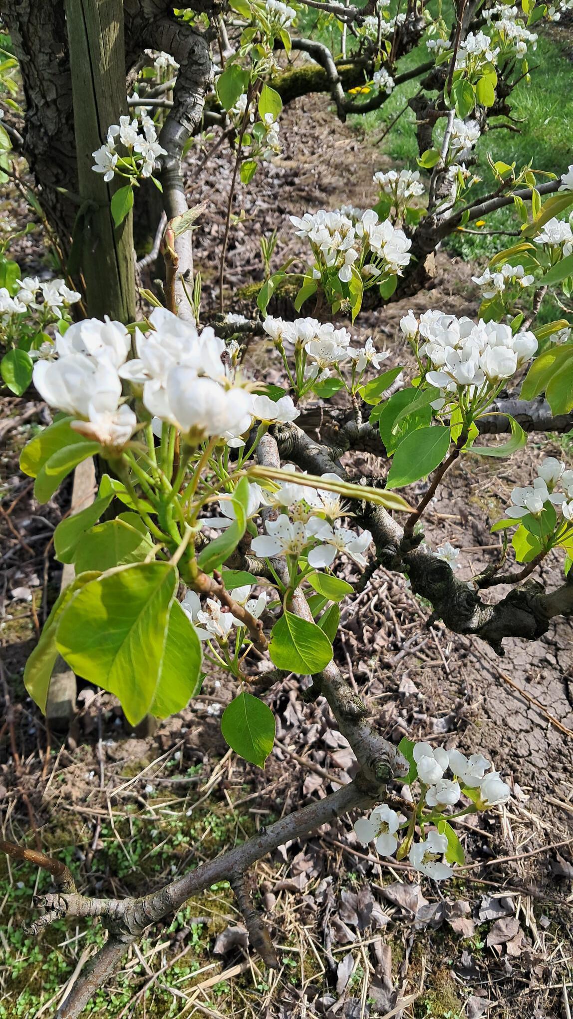 Bloesem Zoelen - 96033185-67004593