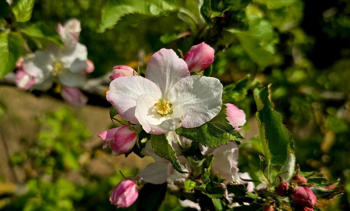 Appelbloesem langs de Appeldijk