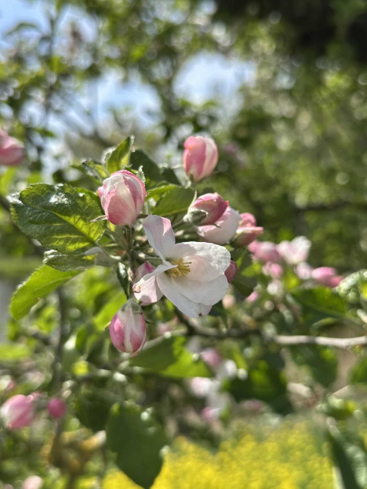 Appelbloesem Beesd
