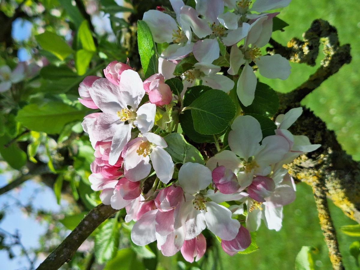 Appelbloesem in Geldermalsen