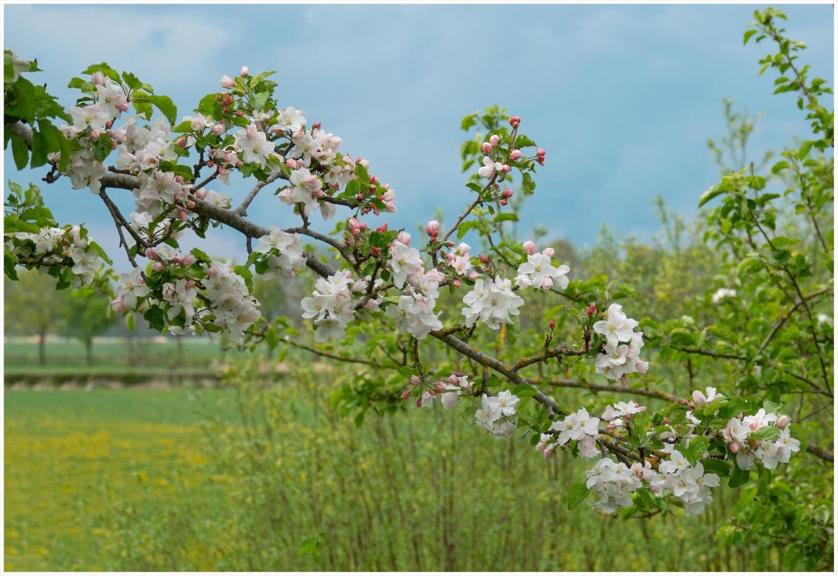 Appelbloesem langs de appeldijk