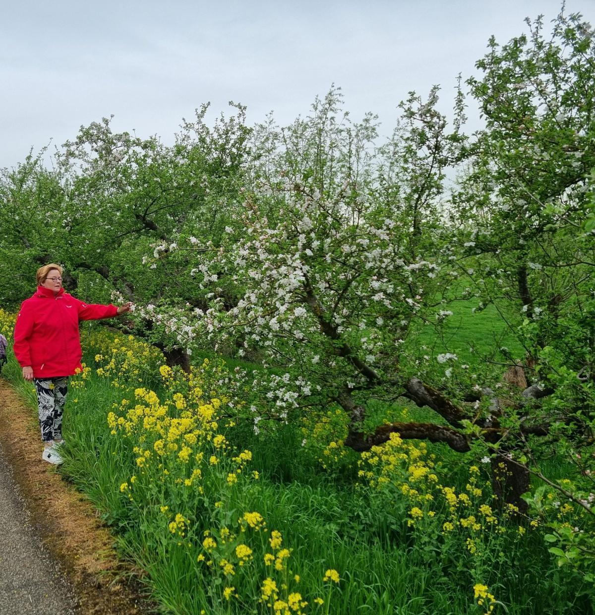 Appeldijk