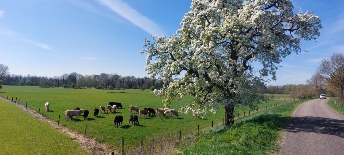 Lingedijk in Tricht