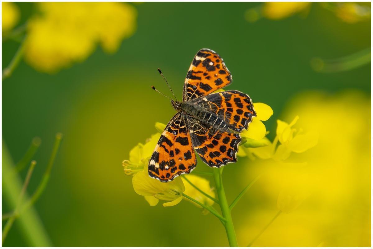 Vlinder