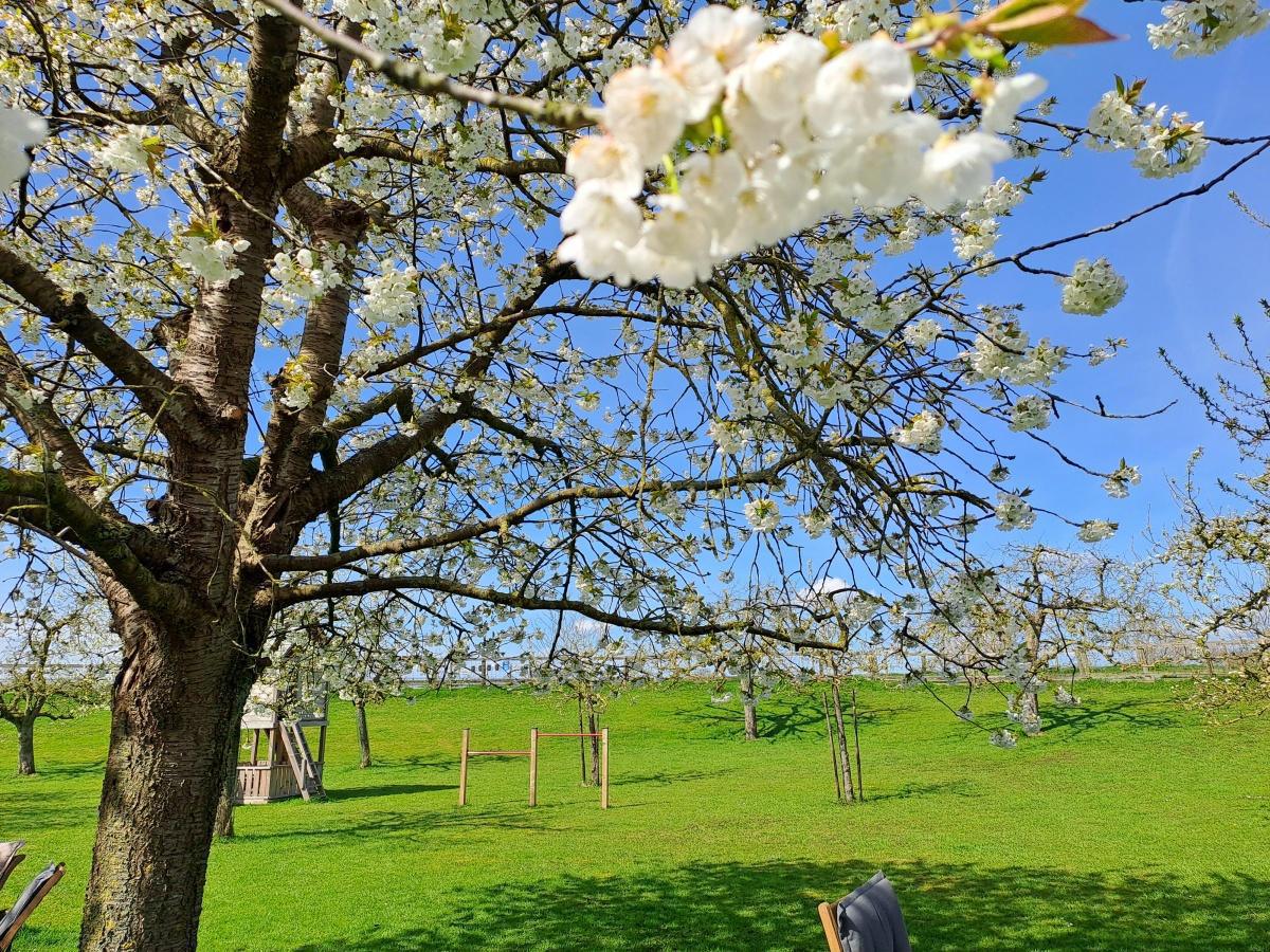 Kersenbloesem in Thetuin de Fruithoeve