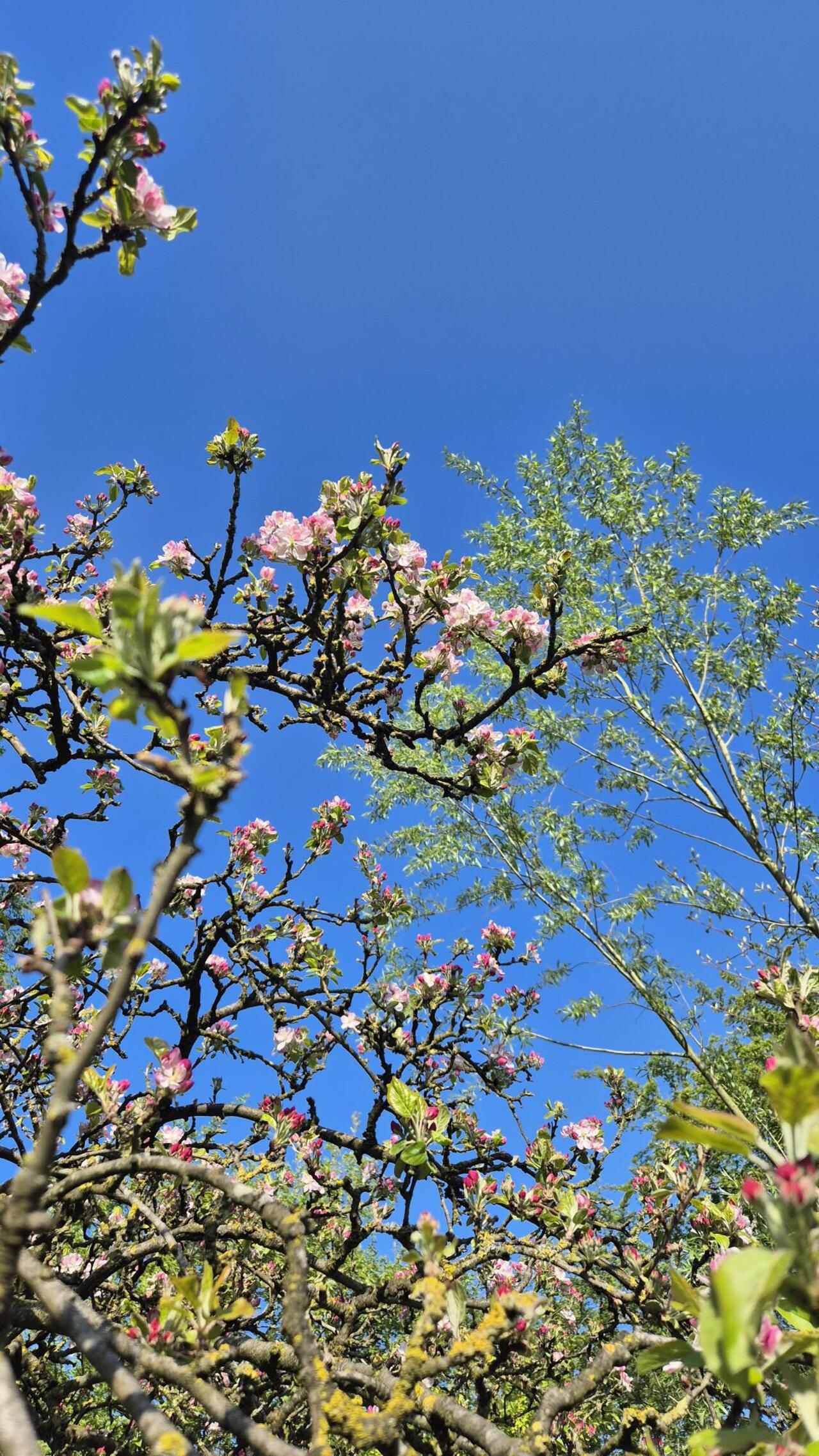 Appelbloesem