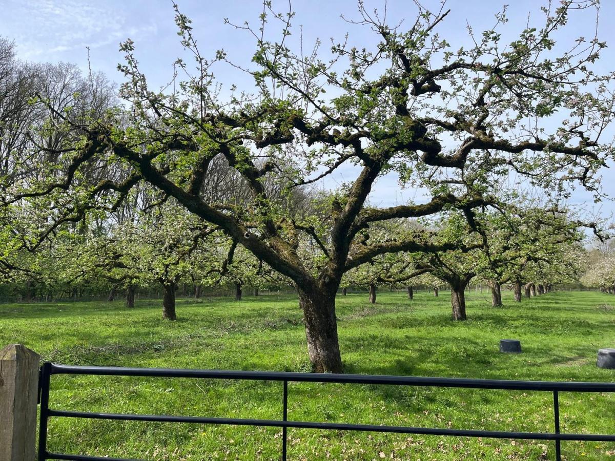 Appelboom met bloesem